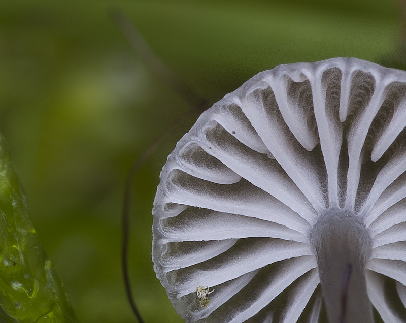 Mycena vulgaris